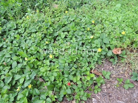 mockstrawberry, Indian